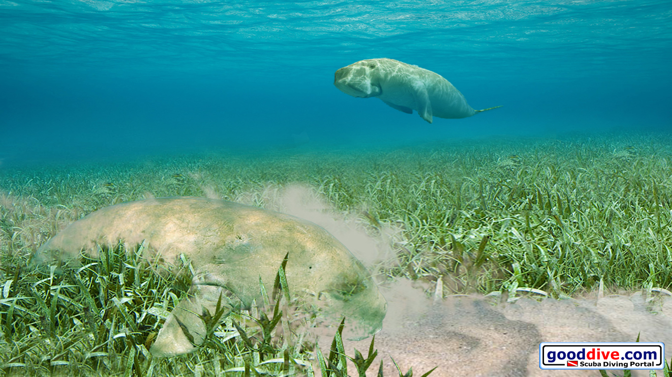 Wallpaper Dugongs 1366 x 768