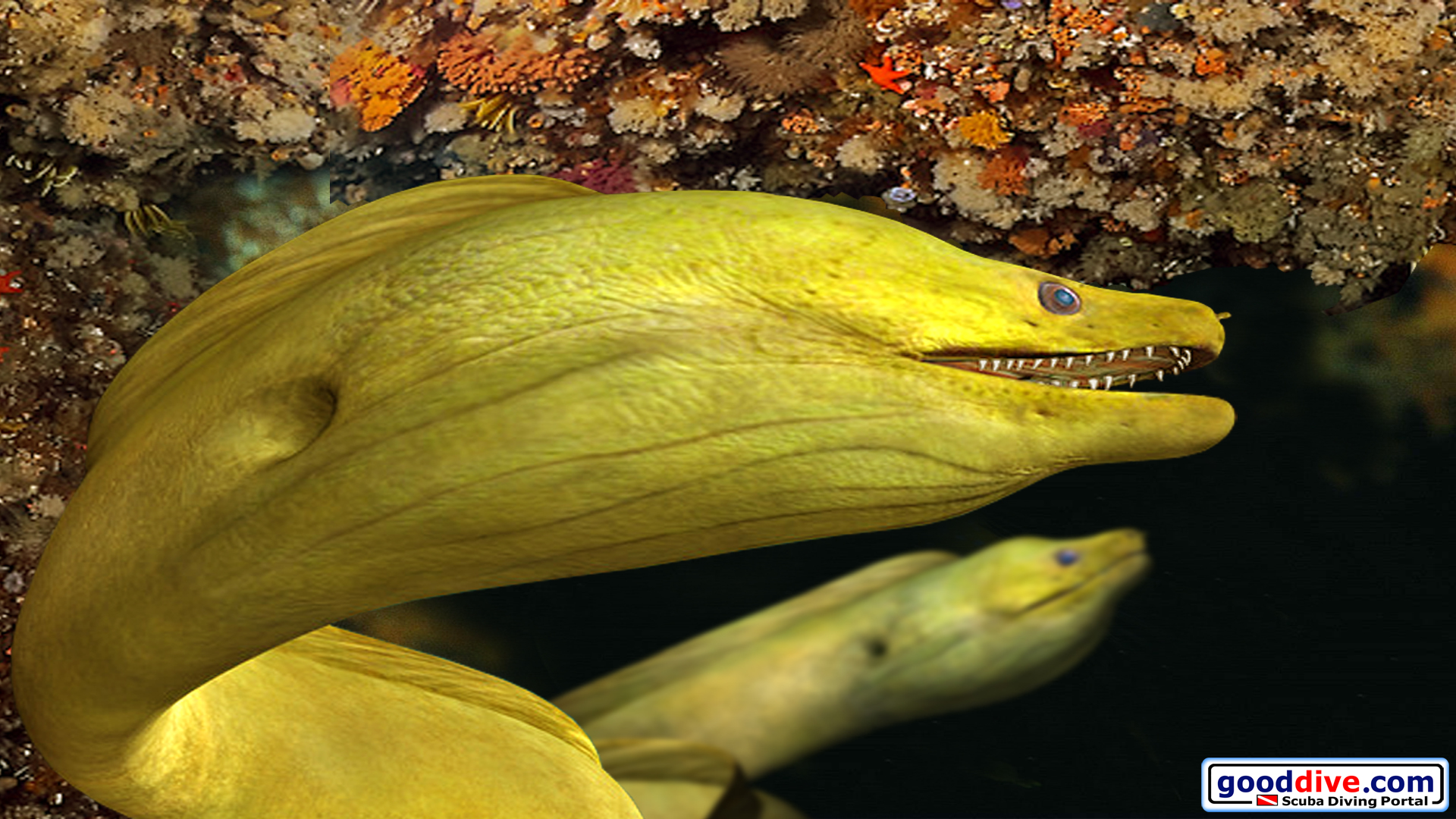 Wallpaper Green Moray Eel 1920 x 1080