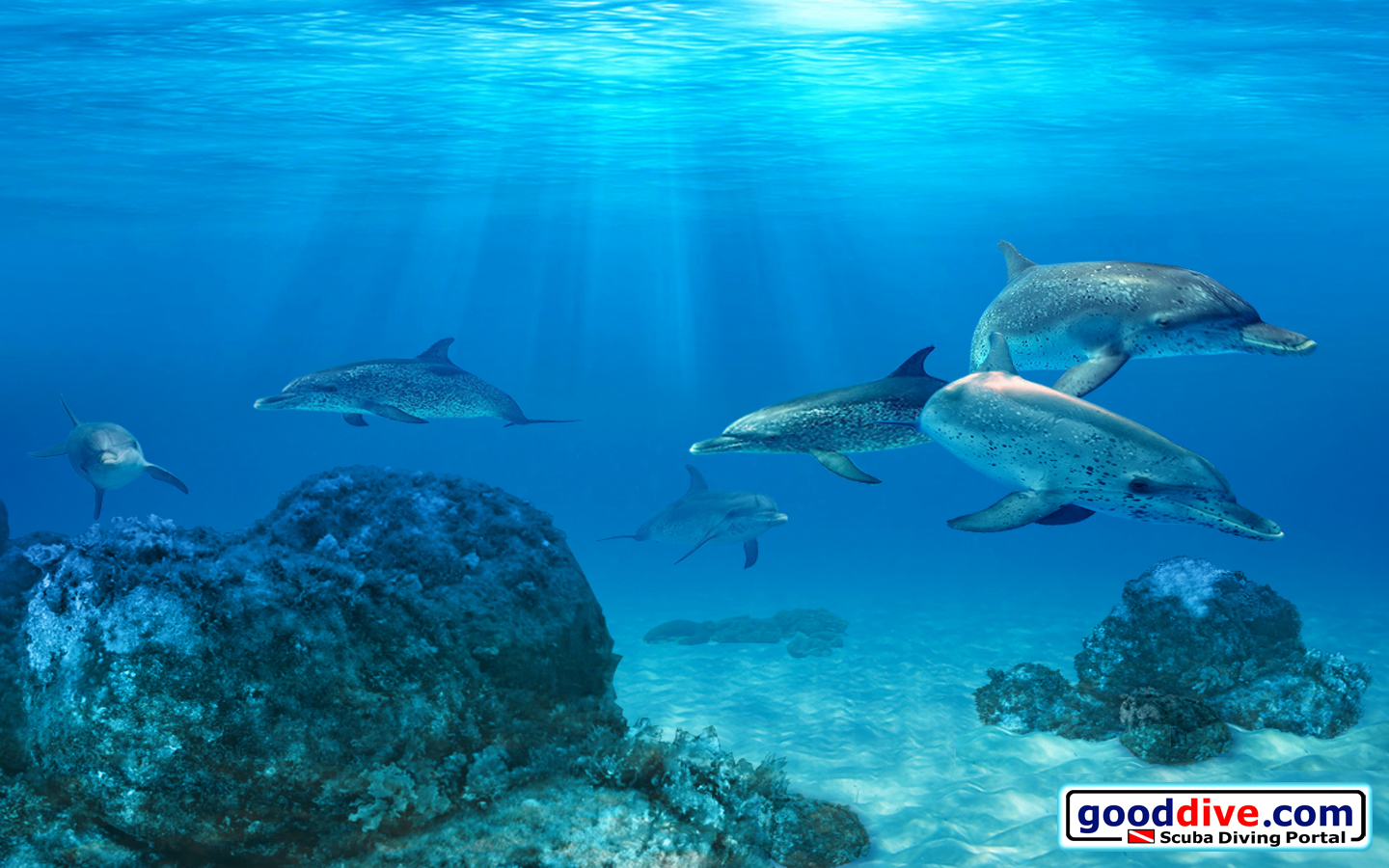 Wallpaper Spotted Dolphins 1440 x 900