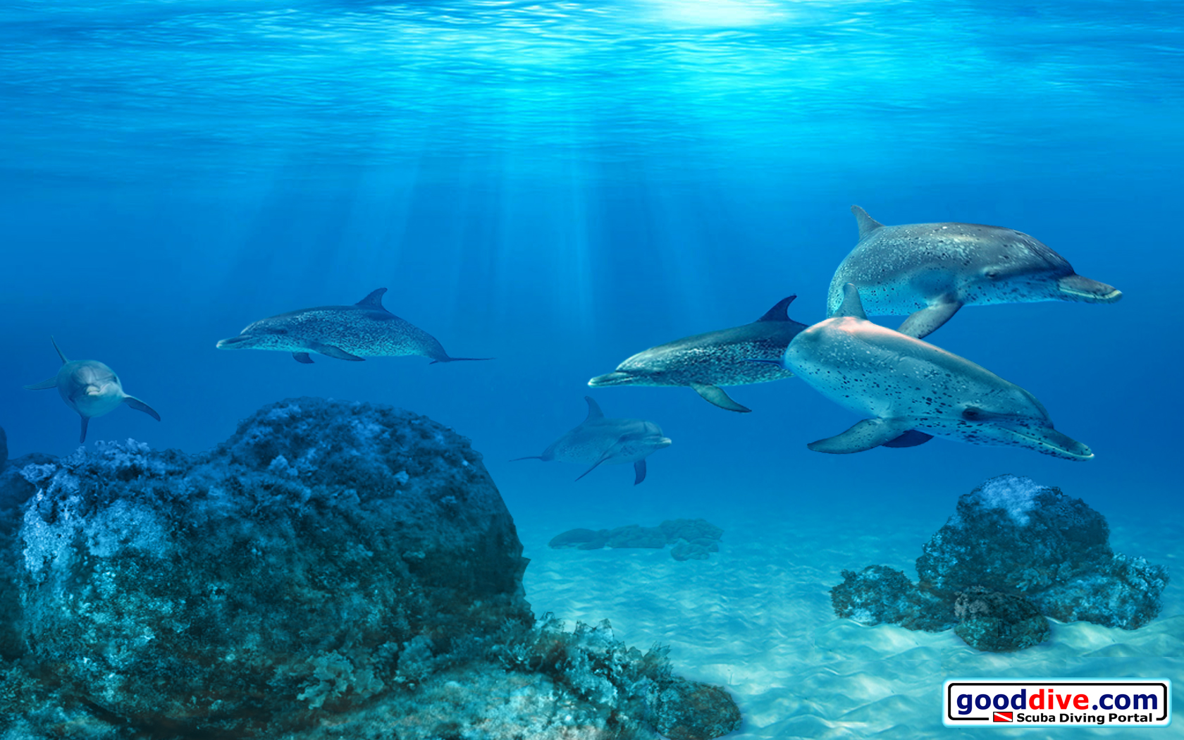 Wallpaper Spotted Dolphins 1680 x 1050
