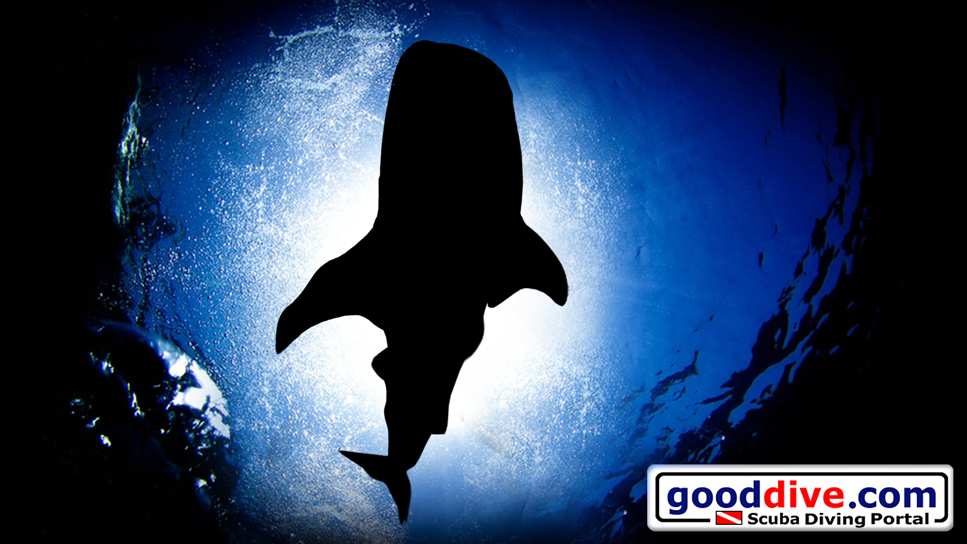Wallpaper Whale Shark 1920 x 1080